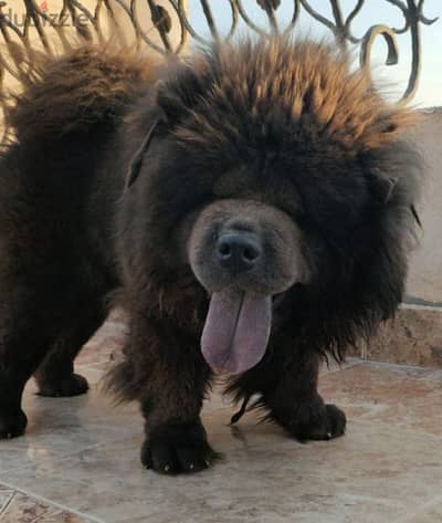 للجادين فقط ذكر بلو تشاو تشاو Chow Chow