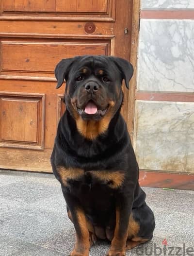 rottweiler