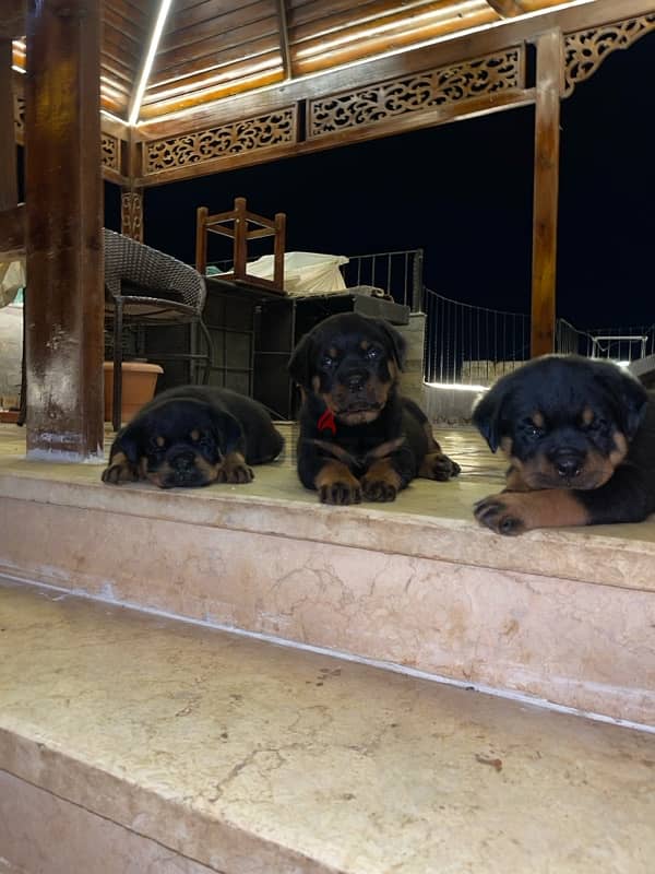 rottweiler puppies 1