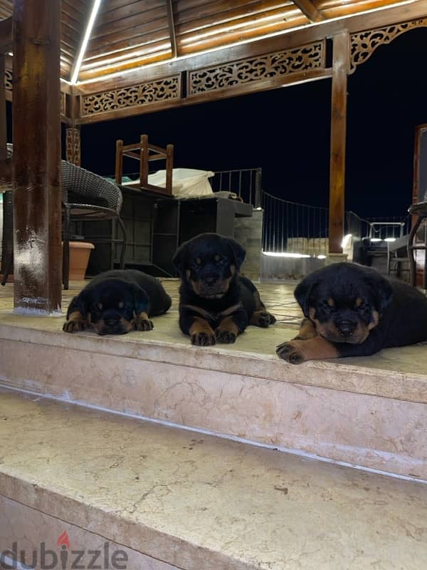 rottweiler puppies 2