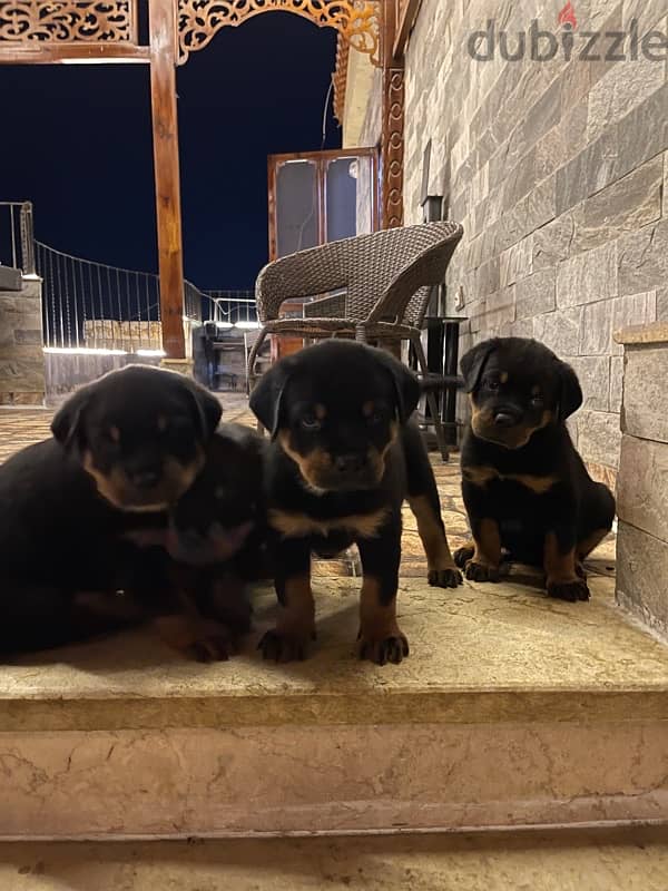 rottweiler puppies 4