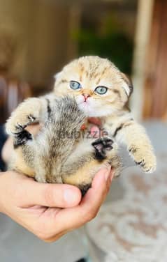 Scottish fold  girl  imported parents 0