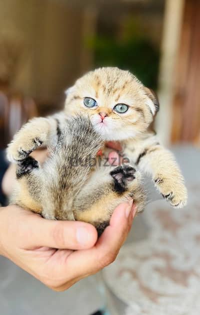 Scottish fold  girl  imported parents