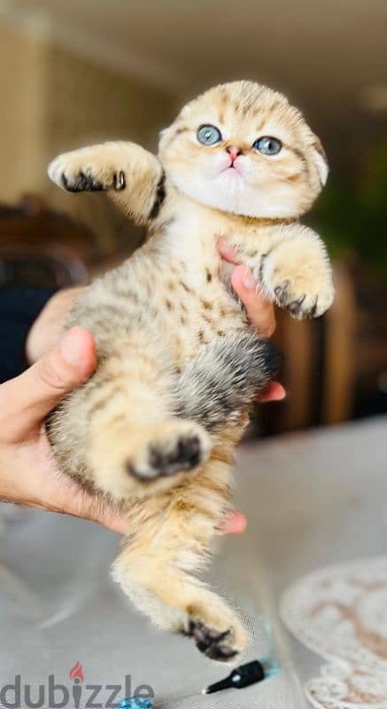 Scottish fold  girl  imported parents 1