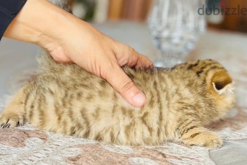 Scottish fold  girl  imported parents 2