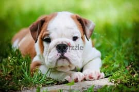 English bulldog wanted 0