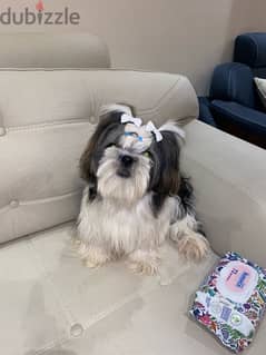 shihtzu , shitzu , شيتزو 0