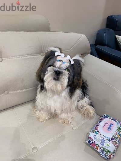 shihtzu , shitzu , شيتزو