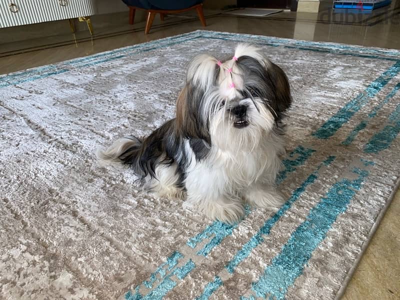 shihtzu , shitzu , شيتزو 2