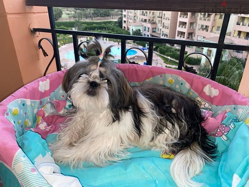 shihtzu , shitzu , شيتزو 3