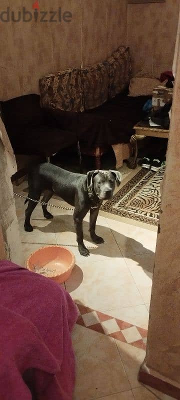 cane corso 3