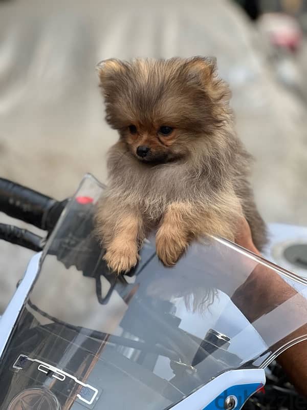 Pomeranian 2