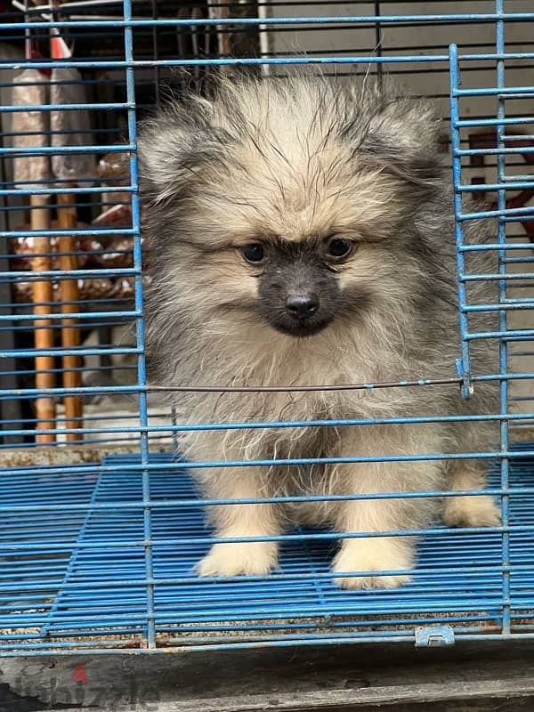 Pomeranian vaccinated 1