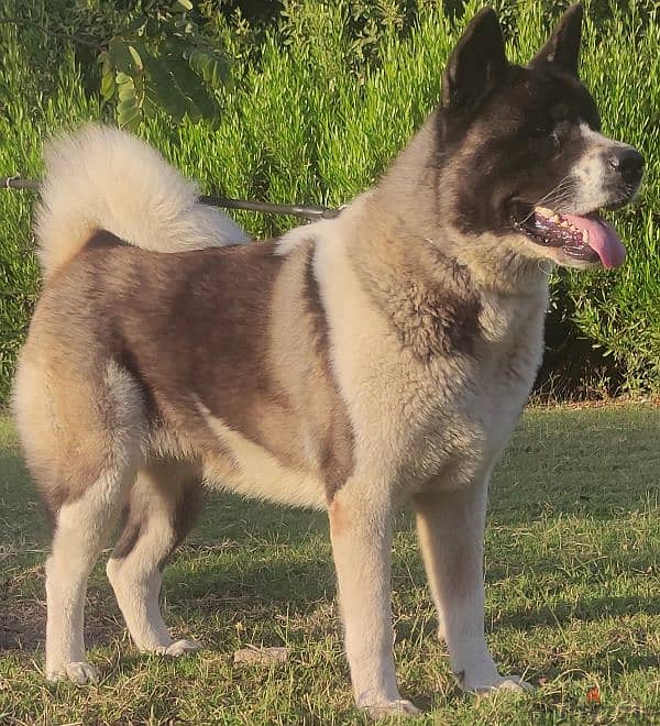 akita 0