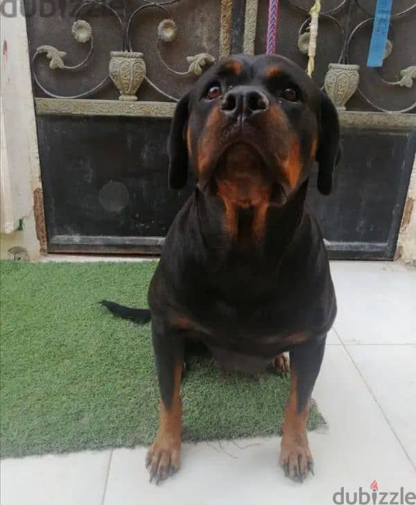 كلبه حامل روت وايلر الماني بيور Rottweiler female 2