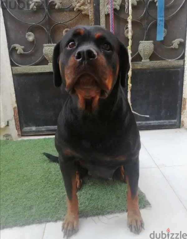 كلبه حامل روت وايلر الماني بيور Rottweiler female 3