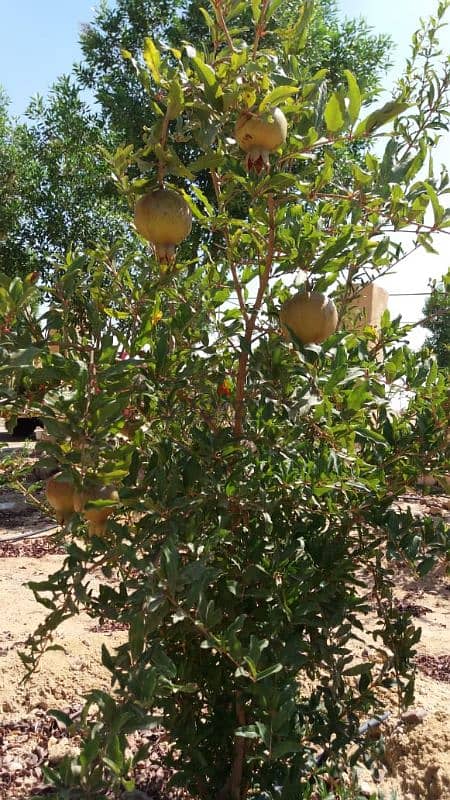 مزرعه للبيع 28 فدان مسجله وبها جميع المرافق 1