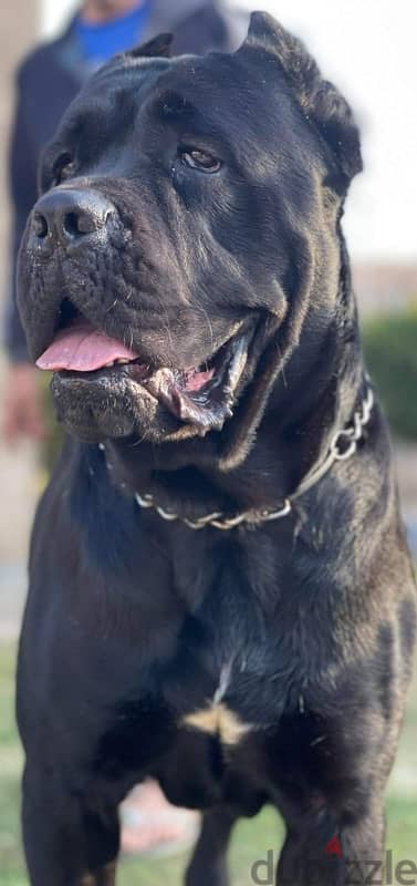 Cane Corso puppy