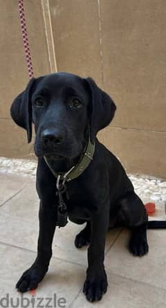 Black female Labrador 0