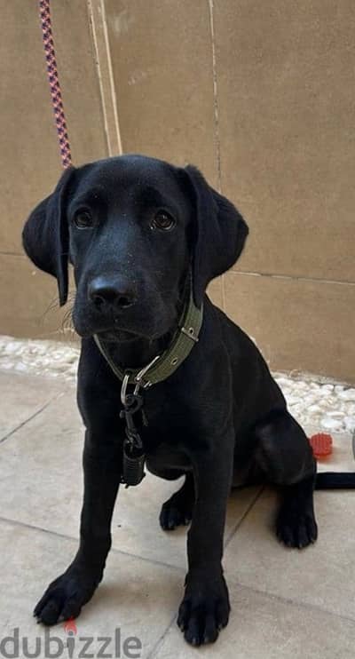 Black female Labrador