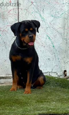 نتايه روت وايلر rottweiler 0