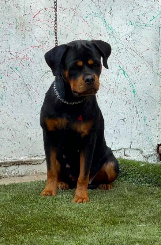 نتايه روت وايلر rottweiler 1