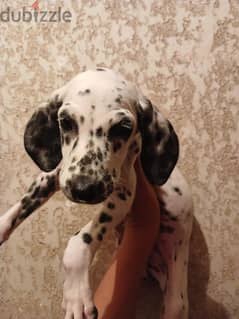 Dalmatian boy puppy 0