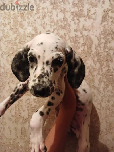 Dalmatian boy puppy