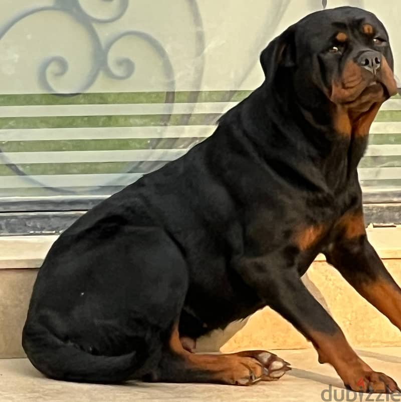 Rott very very smart 1