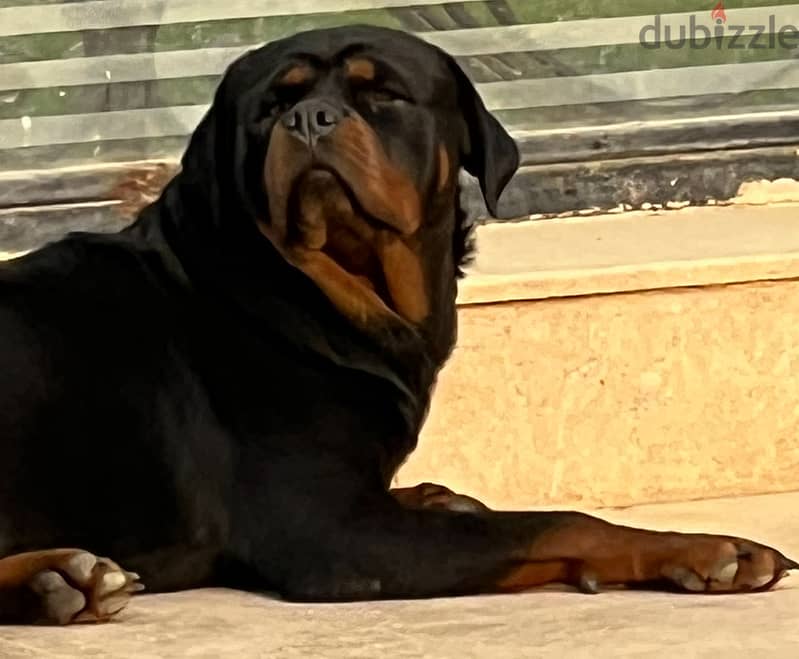 Rott very very smart 2