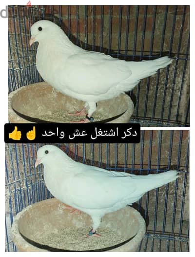 دكرين حمام لاحم