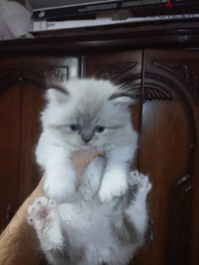 himalaya Persian male cat 40 days