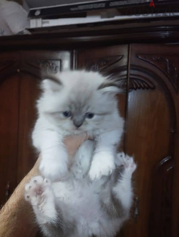 himalaya Persian male cat 40 days 0