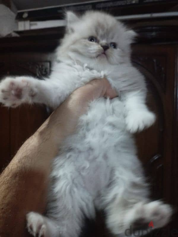 himalaya Persian male cat 40 days 1