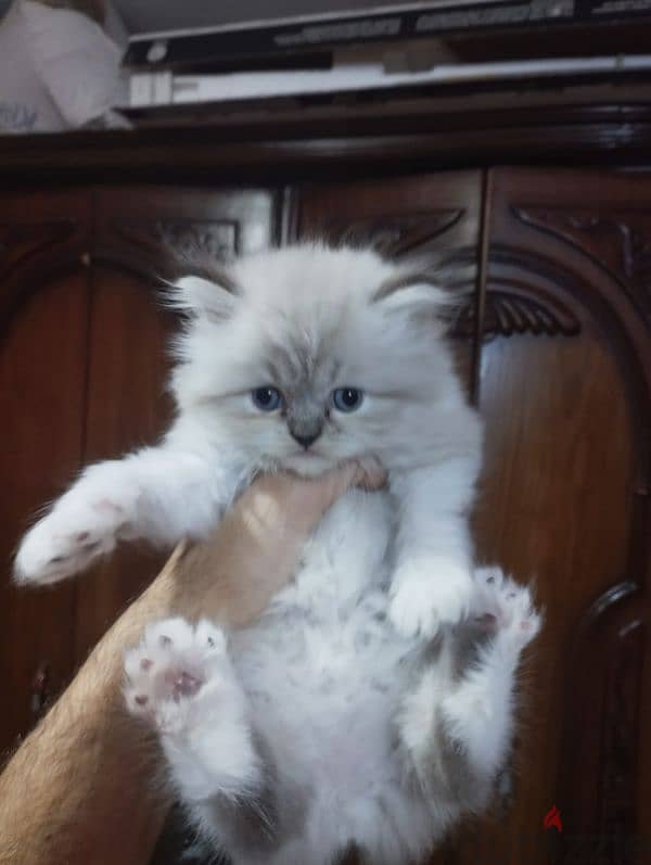 himalaya Persian male cat 40 days 2