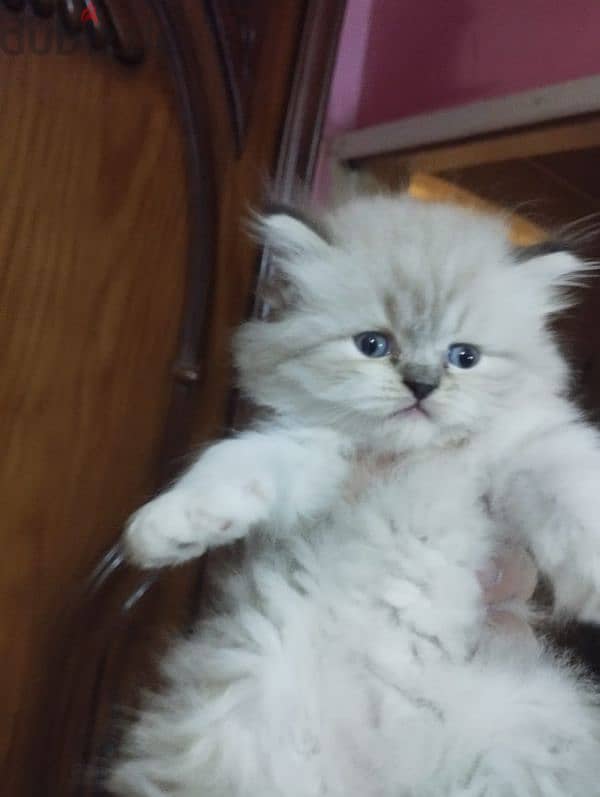 himalaya Persian male cat 40 days 3