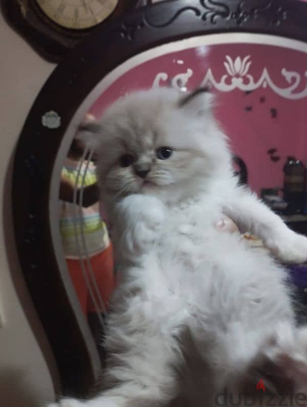 himalaya Persian male cat 40 days 4