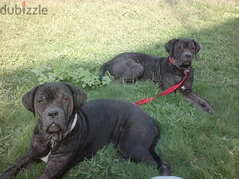 كلبين كين كورسو للتبني/Two Cane Corso dogs for adoption 0