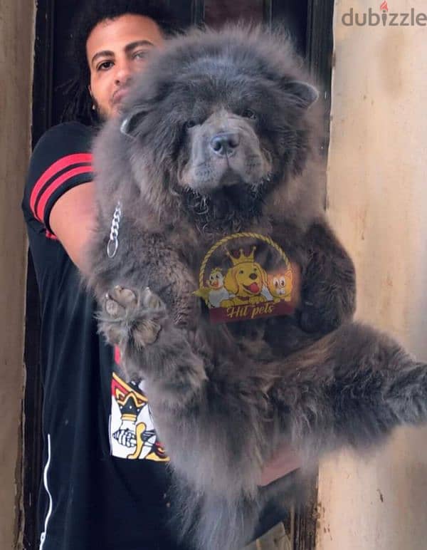 اجمل جراوي تشاو تشاو بلو اهالي مستورده | top blue chow chow 5