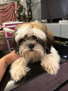 Shih Tzu Puppy for sale - Male - Vaccinated - 6 Months 0