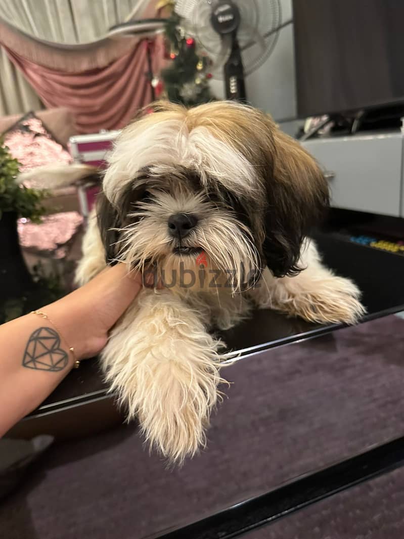 Shih Tzu Puppy for sale - Male - Vaccinated - 6 Months 1