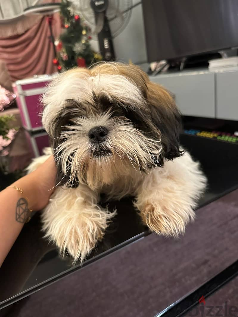 Shih Tzu Puppy for sale - Male - Vaccinated - 6 Months 2