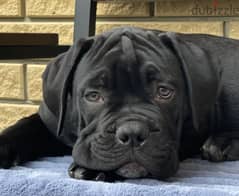 Cane Corso Dog for Sale - Champion Bloodline from Europe 0