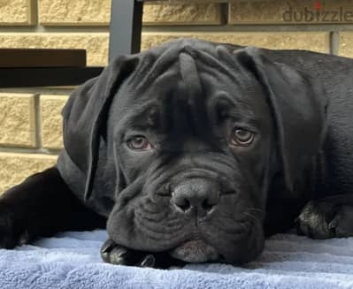 Cane Corso Dog for Sale - Champion Bloodline from Europe