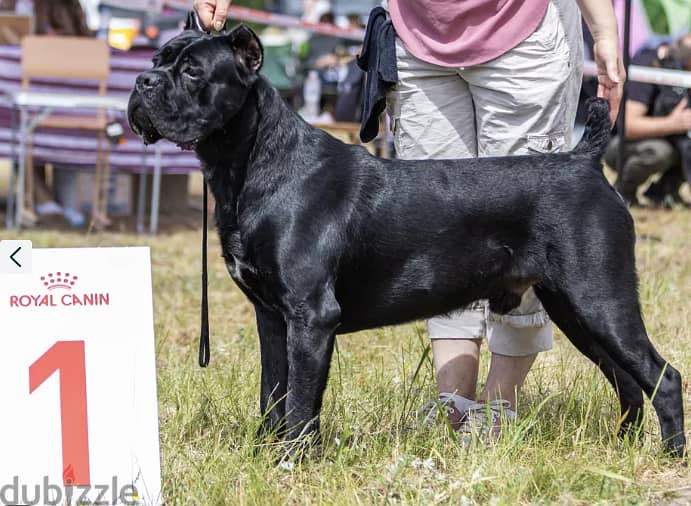 Cane Corso Dog for Sale - Champion Bloodline from Europe 1