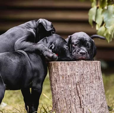 Cane Corso Dog for Sale - Champion Bloodline from Europe 2