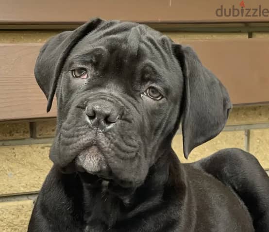 Cane Corso Dog for Sale - Champion Bloodline from Europe 3