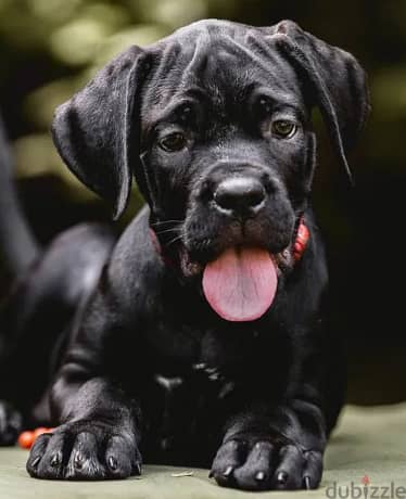 Cane Corso Dog for Sale - Champion Bloodline from Europe 4