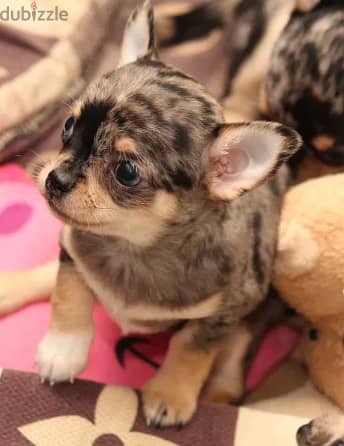 Rare Chihuahua Dog for Sale - from Europe