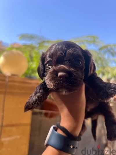 new born brown puppy mini cocker spaniel